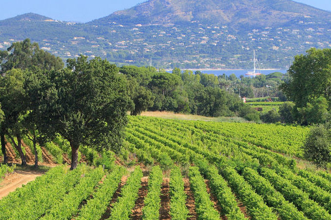 vignes Chateau Minuty